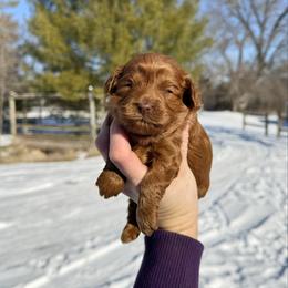 Zana Toy F1b - Red female Cavapoo puppy in Wamego, Kansas from Doodles of Oz
