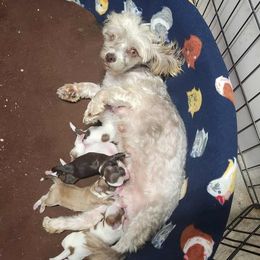 Havanese puppies from Locust Creek Shih Tzu & Havanese
