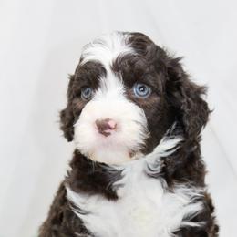 Walter - Brown and white male Portuguese Water Dog puppy in Asheville, North Carolina from Top Notch Portuguese Water Dogs