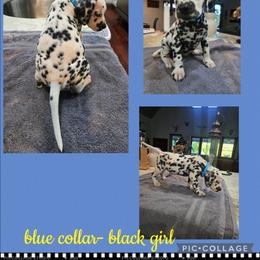 Blue - White and black female Dalmatian puppy in Pulaski, Tennessee from River Valley Forge Dalmatians