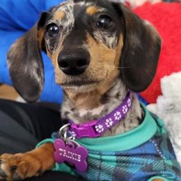 Dachshund Puppies from Witchy Woman’s Wiener’s