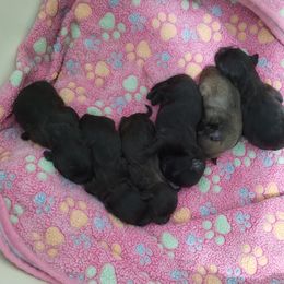 Dalmatian and Havanese Puppies from Anni's Spots