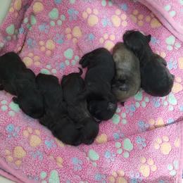 Dalmatian and Havanese Puppies from Anni's Spots