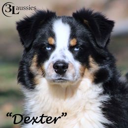 Dexter - Miniature Australian Shepherd