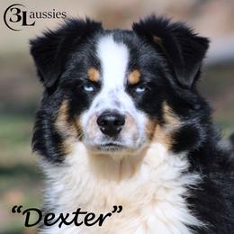 Dexter - Miniature Australian Shepherd