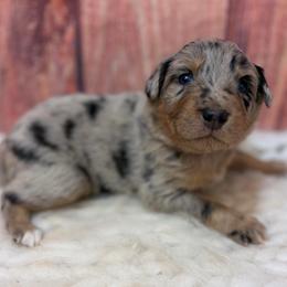 Teddy - Purple Collar - Blue merle female Australian Shepherd puppy in San Marcos, California from Faith Family Freedom Farm