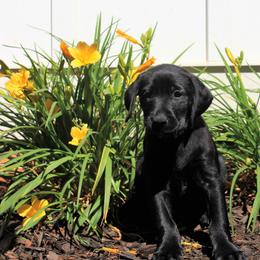 Labrador Retriever Puppies from Lacey Adkins