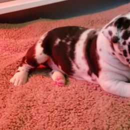 Great Dane Puppies from Beehive Great Danes