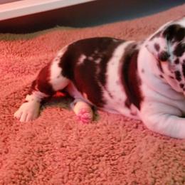 Great Dane Puppies from Beehive Great Danes