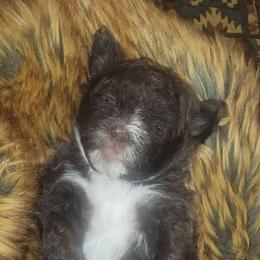 Jolene - Brown and white female Shichon puppy in St. Johns, Florida from Log Cabin Teddy Bears