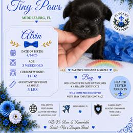 Boy 2 - Black male Mi-Ki puppy in Middleburg, Florida from Elegant Tiny Paws