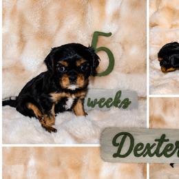 Cavalier King Charles Spaniels from Brattin Cavaliers