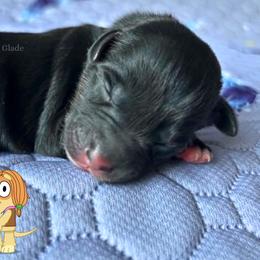 Indy - Black tri female Miniature American Shepherd puppy in Millington, Tennessee from Goading Glee Glade