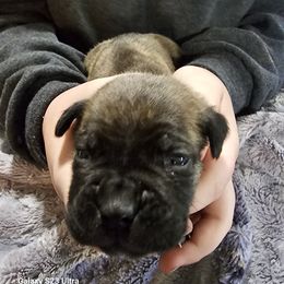 Boy 1 - Black brindle male Cane Corso puppy in Dunnellon, Florida from Touch of Spice Kennels