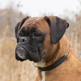 Boxers from Bristle's Boxers