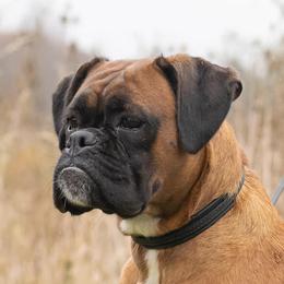 Boxers from Bristle's Boxers