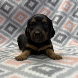Girl 2 - Black and tan female Dachshund puppy in Hoover, Alabama from Tide Town Doxies