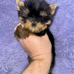 Yorkshire Terrier Puppies from The Royal Yorkie Den
