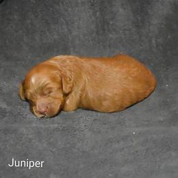 Juniper - Buff male Cockapoo puppy in Sunset, Louisiana from Cano Cockapoos