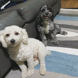 Cockapoo puppies from Puppie Poos 4 U