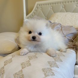 Pomeranian Puppies from Highlander Pomeranians