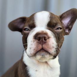 Boston Terrier Puppies from BellaBlu's Babes