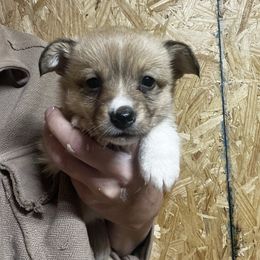 Sable female 1 - Sable female Pembroke Welsh Corgi puppy in De Witt, Arkansas from Western Plains Kennel