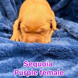 Purple - Dark golden female Golden Retriever puppy in Salt Lake City, Utah from Soaring golden retrievers