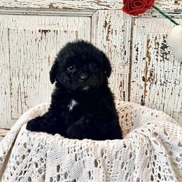 Violet - Black female Labradoodle puppy in Bruceton Mills, West Virginia from Adonai Ra'ah Farms