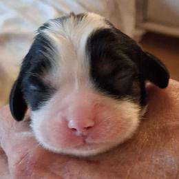 Brown collar, Cody - Tri-color male Cavalier King Charles Spaniel puppy in Colorado Springs, Colorado from True Love Colorado Cavalier King Charles Spaniels