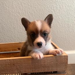 Hazel - Sable female Pembroke Welsh Corgi puppy in Arkansas from CanaanCorgis