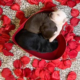 Dilute Retriever Puppies from Kingdom Labs