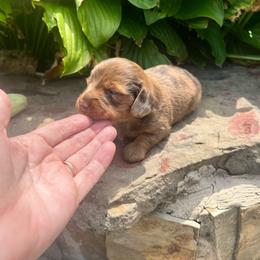 Herman - Dapple male Dachshund puppy in Carthage, Missouri from Hounds by Mishelle