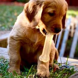 Golden Retriever Puppies from Rowan Retrievers