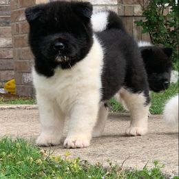 Akita Puppies from Magnolia Akitas