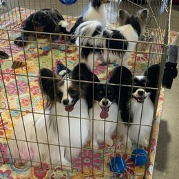 Papillon Puppies from Azure Papillons