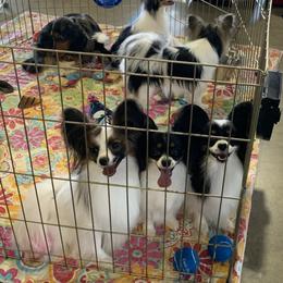 Papillon Puppies from Azure Papillons