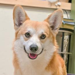 Monty - Pembroke Welsh Corgi