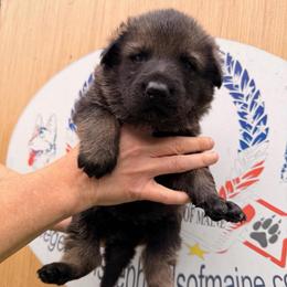 Boy 2 - Sable male German Shepherd puppy in Hollis Center, Maine from Noble German Shepherds of Maine