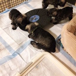 Miniature Schnauzer Puppies from Starbound Miniture Schnauzer's