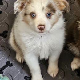 Charlie - Red merle male Toy Australian Shepherd puppy in Luzerne, Iowa from Rouse's Aussies