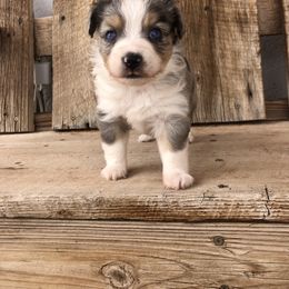 Pembroke Welsh Corgi and Toy Australian Shepherd Puppies from Double Bar H Corgis & Aussies