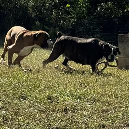Greta - Boxer