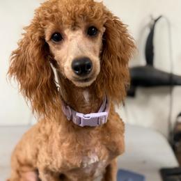 Ashoka - Poodle
