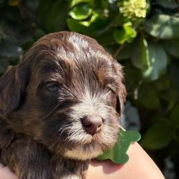 Green collar - Caramel male Australian Labradoodle puppy in Fontana, California from Grammy's Puppy Love doodles and poodles