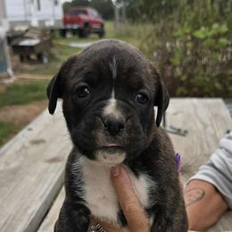 Boxer Puppies from Hunts Boxers