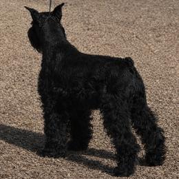 Missy - Miniature Schnauzer