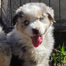 Harley - Blue merle male Miniature Australian Shepherd puppy in Crestline, California from Haugen's Minis