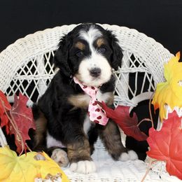 Bernedoodle and Goldendoodle Puppies from Dawg'on Doodles