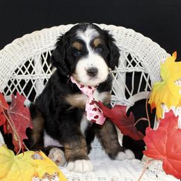 Bernedoodle and Goldendoodle Puppies from Dawg'on Doodles